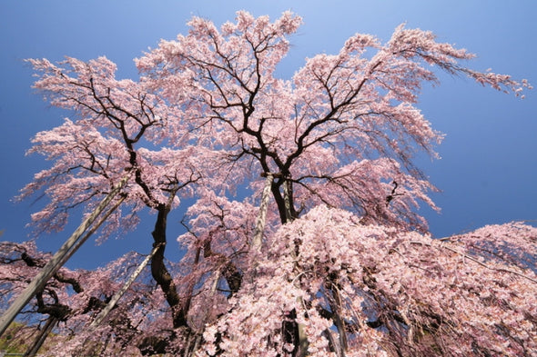 Sakura Japan Tour Apr 2023